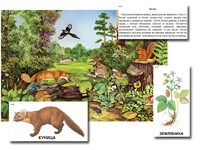 Магнитный плакат-аппликация "Лес: биоразнообразие и взаимосвязи в сообществе" - fgospostavki.ru - Махачкала