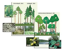 Гербарий фотографический "Растительные сообщества. Лес" (раздаточный) - fgospostavki.ru - Махачкала