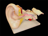 Модель уха - fgospostavki.ru - Махачкала