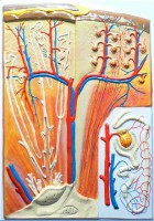 Модель барельефная "Почка" (макро-микростроение) - fgospostavki.ru - Махачкала