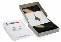 Модель-аппликация "Одноклеточные водоросли" (набор из 24 карт) - fgospostavki.ru - Махачкала