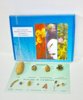 Коллекция "Шишки, плоды, семена деревьев и кустарников" - fgospostavki.ru - Махачкала