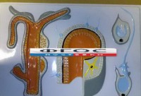 Модель барельефная "Внутреннее строение гидры" - fgospostavki.ru - Махачкала