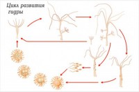 Модель-аппликация Строение и цикл развития гидры - fgospostavki.ru - Махачкала