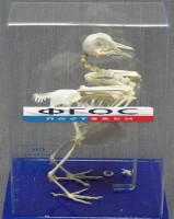 Скелет голубя - fgospostavki.ru - Махачкала