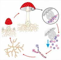 Модель-аппликация Размножение шляпочного гриба - fgospostavki.ru - Махачкала