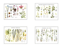 Плакаты ПРОФТЕХ "Систематика растений" (4 пл, винил, 70х100) - fgospostavki.ru - Махачкала