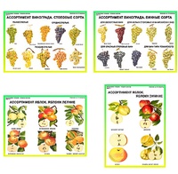 Плакаты ПРОФТЕХ "Ассортимент плодово-ягодных культур" (19 пл, винил, 70х100) - fgospostavki.ru - Махачкала