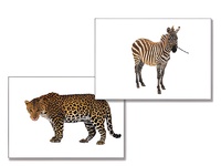 Дидактическое пособие "Дикие животные" - fgospostavki.ru - Махачкала