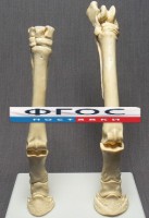 Скелет конечности лошади (передняя и задняя) на подставке - fgospostavki.ru - Махачкала