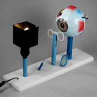 Модель "Зрение" (электрическая) - fgospostavki.ru - Махачкала