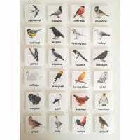 Набор карточек "ПТИЦЫ" - fgospostavki.ru - Махачкала