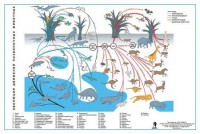 Комплект таблиц "Эволюция движений позвоночных животных" - fgospostavki.ru - Махачкала