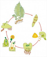 Модель-аппликация Размножение папоротника - fgospostavki.ru - Махачкала