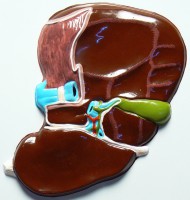 Модель барельефная "Печень" (висцеральная поверхность) - fgospostavki.ru - Махачкала