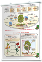 Плакаты по природоведению 2-3 классы. Для оформления кабинета. - fgospostavki.ru - Махачкала