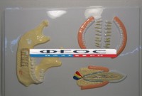 Модель барельефная "Челюсть человека" - fgospostavki.ru - Махачкала