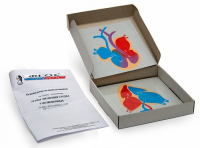 Модель-аппликация "Этапы эволюции сердца у позвоночных" (набор из 4 карт) - fgospostavki.ru - Махачкала