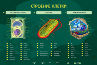 Электрифицированный стенд "Строение клетки" с маркерными полями - fgospostavki.ru - Махачкала