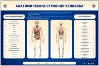 Электрифицированный стенд-тренажер c макетом скелета "Анатомическое строение человека" - fgospostavki.ru - Махачкала