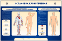 Электрифицированный стенд-тренажер "Остановка кровотечения" - fgospostavki.ru - Махачкала