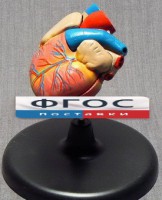 Модель "Сердце" (лабораторная) - fgospostavki.ru - Махачкала