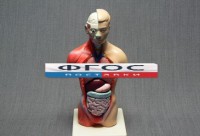 Модель Торс человека 42 сантиметра - fgospostavki.ru - Махачкала