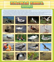 Стенд "Красная книга - птицы" - fgospostavki.ru - Махачкала