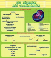 Стенд "От клетки до организма" - fgospostavki.ru - Махачкала