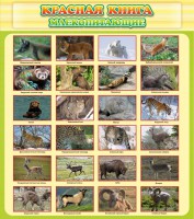 Стенд "Красная книга - млекопитающие" - fgospostavki.ru - Махачкала