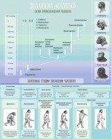 Стенд "Эволюция человека" Вариант 1 - fgospostavki.ru - Махачкала