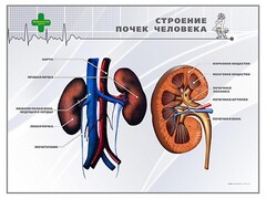 Стенд "Строение почки человека" - fgospostavki.ru - Махачкала