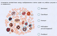 Интерактивные курсы. Биология 11 класс. Расширенный. - fgospostavki.ru - Махачкала