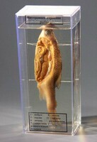 Влажный препарат "Внутреннее строение рыбы" - fgospostavki.ru - Махачкала