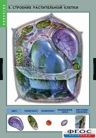 Комплект таблиц. Биология. Вещества растений. Клеточное строение. - fgospostavki.ru - Махачкала