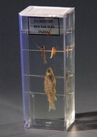 Влажный препарат "Развитие костистой рыбы" - fgospostavki.ru - Махачкала