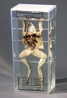 Влажный препарат "Внутреннее строение лягушки" - fgospostavki.ru - Махачкала