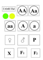 Модель-аппликация Моногибридное скрещивание и  его цитологические основы - fgospostavki.ru - Махачкала