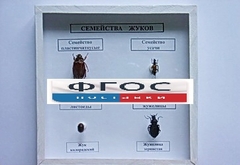 Коллекция "Семейство жуков" - fgospostavki.ru - Махачкала