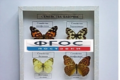 Коллекция "Семейство бабочек" - fgospostavki.ru - Махачкала