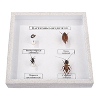 Коллекция энтомологическая "Насекомые вредители" - fgospostavki.ru - Махачкала