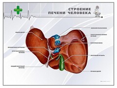 Стенд "Строение печени человека" - fgospostavki.ru - Махачкала