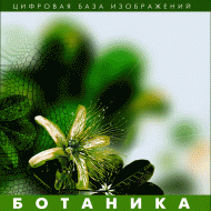 Ботаника. (Цифровая база изображений) - fgospostavki.ru - Махачкала