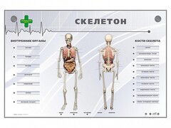 Электрифицированный стенд-тренажер "Скелетон" - fgospostavki.ru - Махачкала