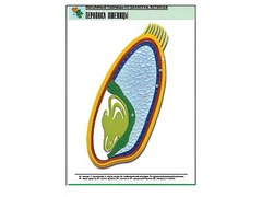 Рельефная таблица "Зерновка пшеницы" (формат А1, матовое ламинирование) - fgospostavki.ru - Махачкала