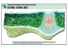 Рельефная таблица "Клеточное строение листа" (формат А1, матовое ламинирование) - fgospostavki.ru - Махачкала