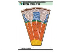 Рельефная таблица "Клеточное строение стебля" (формат А1, матовое ламинирование) - fgospostavki.ru - Махачкала