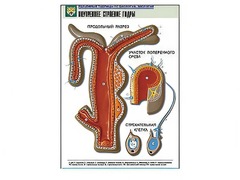 Рельефная таблица "Внутреннее строение гидры" - fgospostavki.ru - Махачкала