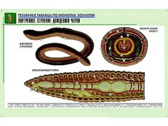 Рельефная таблица "Внутреннее строение дождевого червя" (формат А1, матовое ламинирование) - fgospostavki.ru - Махачкала