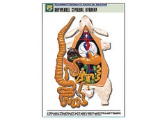 Рельефная таблица "Внутреннее строение кролика" (формат А1, матовое ламинирование) - fgospostavki.ru - Махачкала